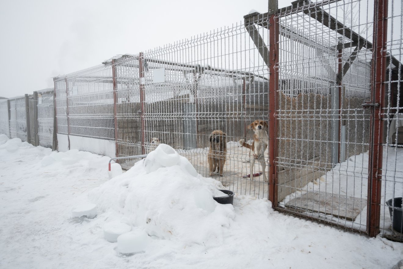 A városi menhelynek 11 kennelje van, jelenleg legtöbb 50 kutyát képesek befogadni. &bullet;  Fotó: Borbély Fanni