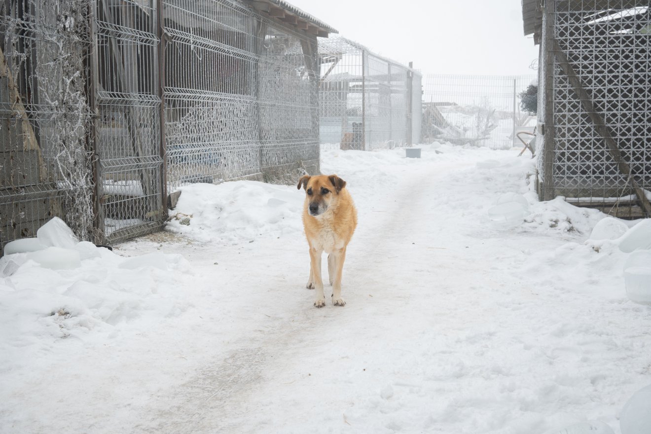 Jubileumi ünneplés helyett lehúzzák a rolót. Harminc év után megszűnik a kóbor kutyákról gondoskodó Pro Animalia Alapítvány