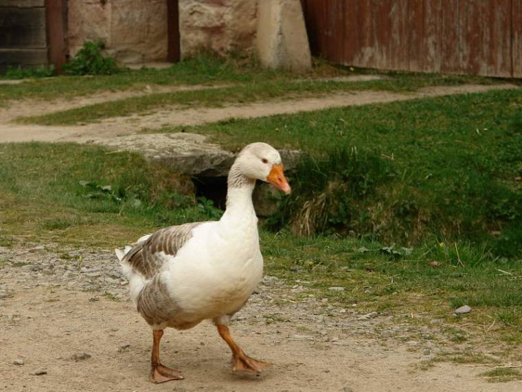 Ma van Szent Márton-napja