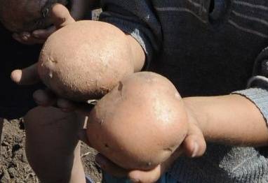 Kezdődik a pityókagyűjtés Csíkban a Békés megyei gyerekek számára