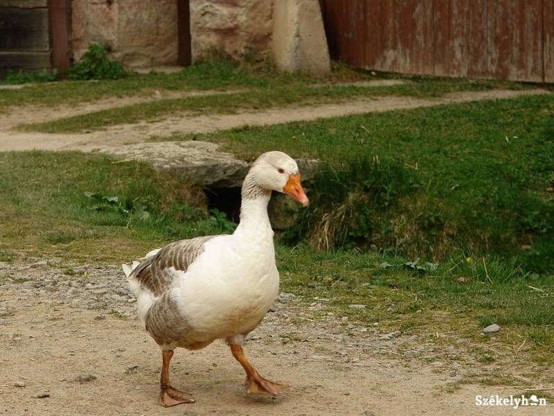 •  Fotó: Kristó Róbert