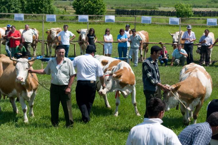 Elégedettségre okot adó seregszemle