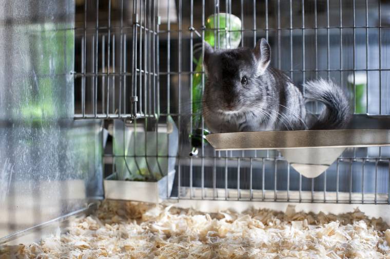 Betiltják a csincsilla- és nyércfajok kereskedelmi célból történő tenyésztését és leölését