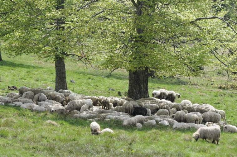 A juh- és kecske támogatás sem kell?