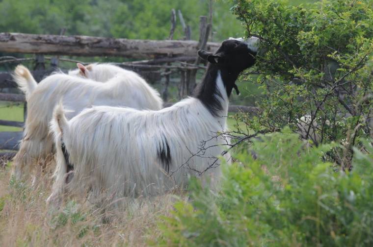 Kevesen tették le a juh- és kecsketámogatási kérelmet