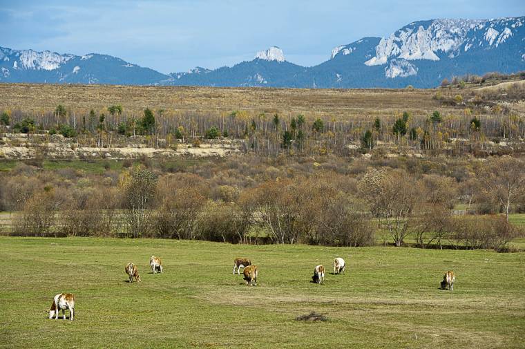 Legeltetni, de hol és hogyan?