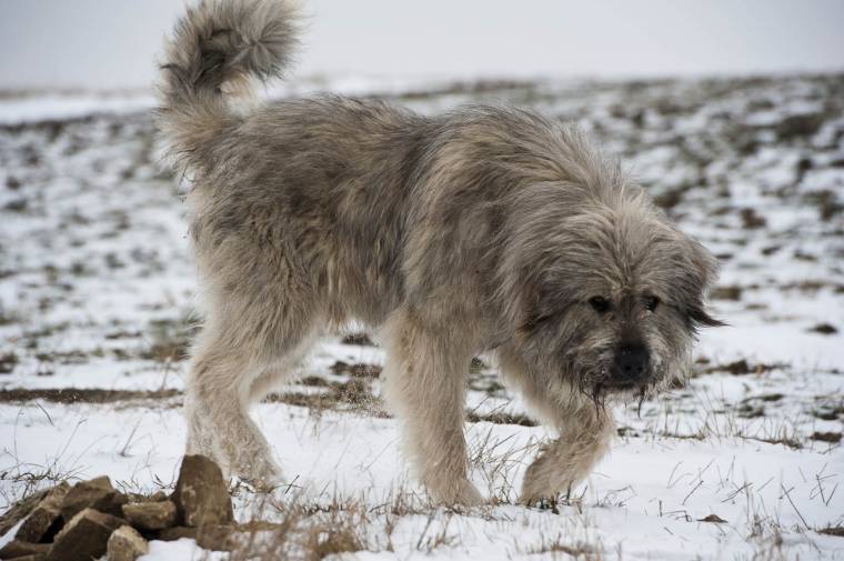 Pásztorkutyák támadtak egy férfira