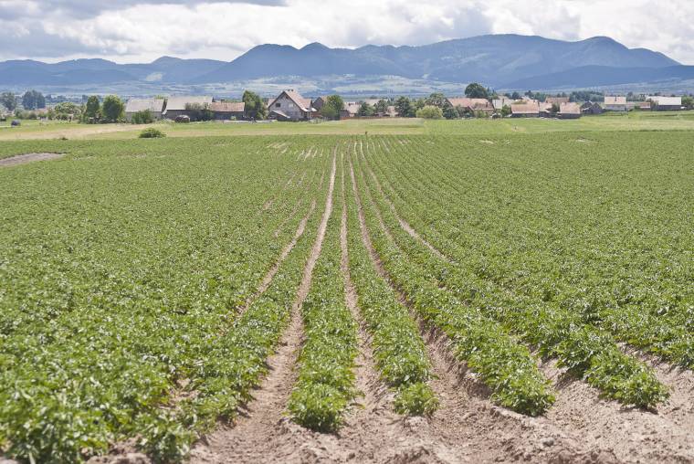 Sokasodó vadkárok Alcsíkon