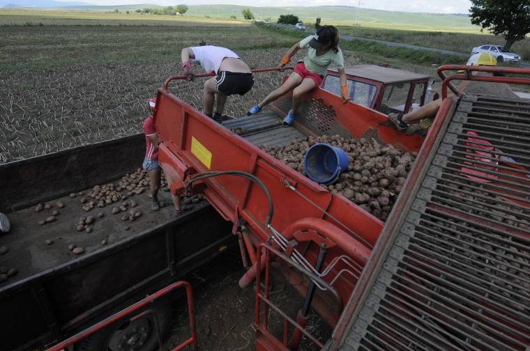 Kevesebb a betakarítani való