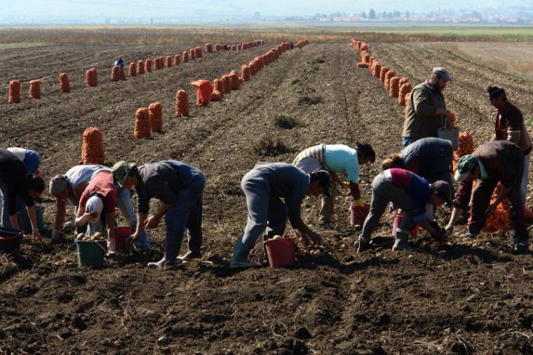 Jobb termés, kisebb felvásárlói ár