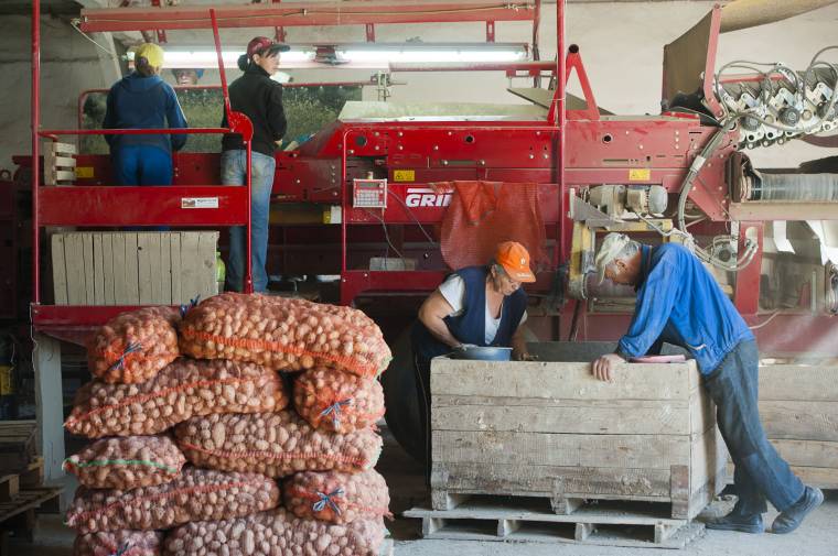 Rég nem volt ilyen jó évük a krumplitermesztőknek