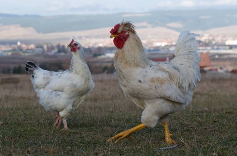 Start előtt az általános mezőgazdasági összeírás