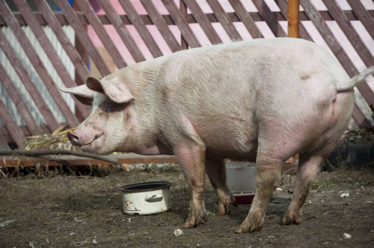 Továbbra is pusztít az afrikai sertéspestis – Dolj megyére is átterjedt a fertőzés