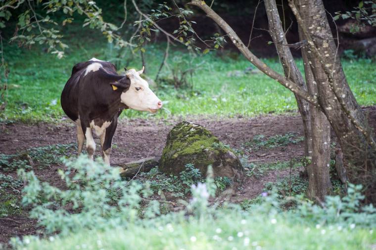 Húsz torjai személyt kezelnek veszettség gyanújával