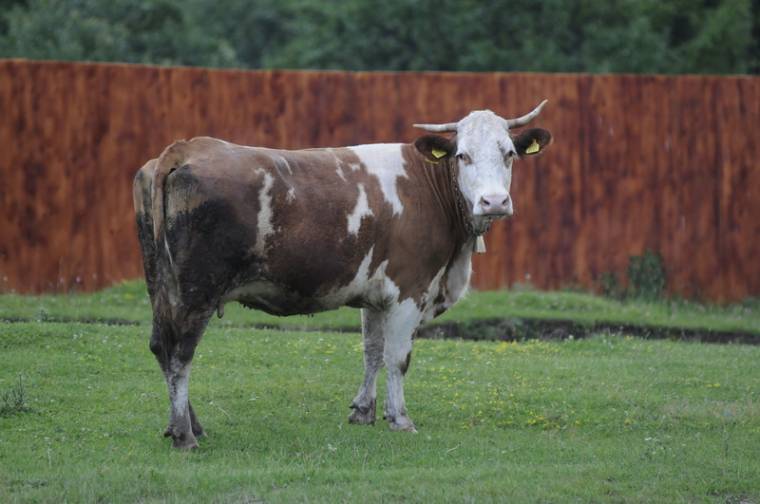 Még mindig letehetők a szarvasmarhafarm-támogatási kérelmek