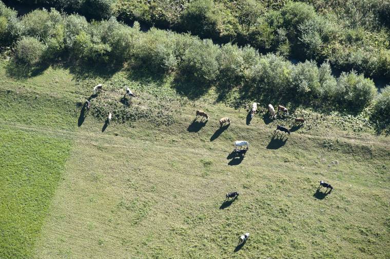 Húsmarhára is kérhetnek támogatást a gazdák