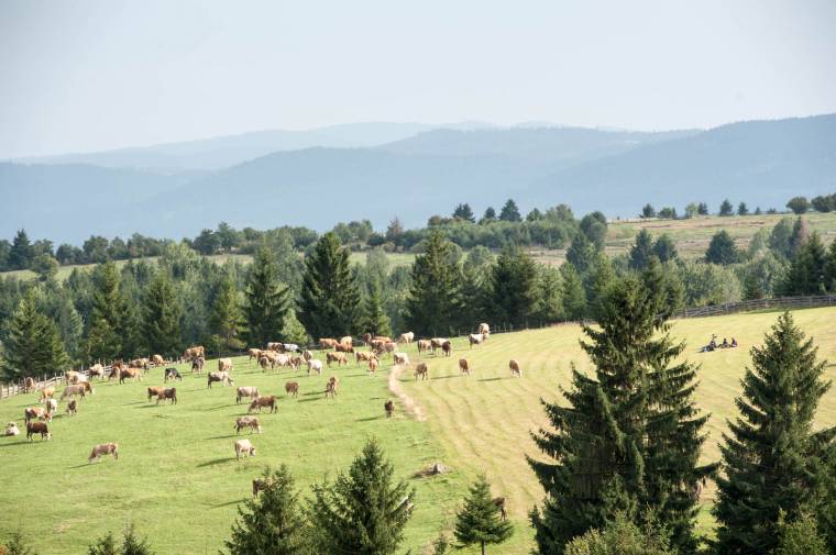 Már Brassóban a kéknyelv-betegség