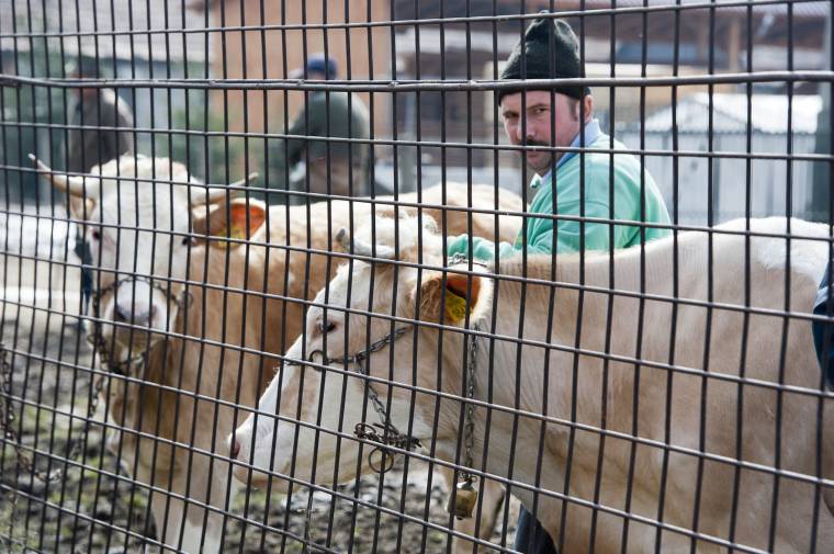 Kéknyelv-betegség miatt zárlat Csíkszéken