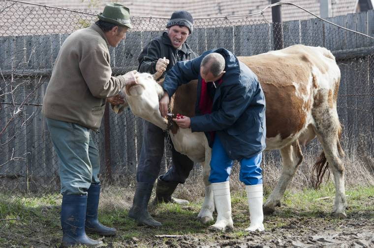Jövő héten lesz döntés