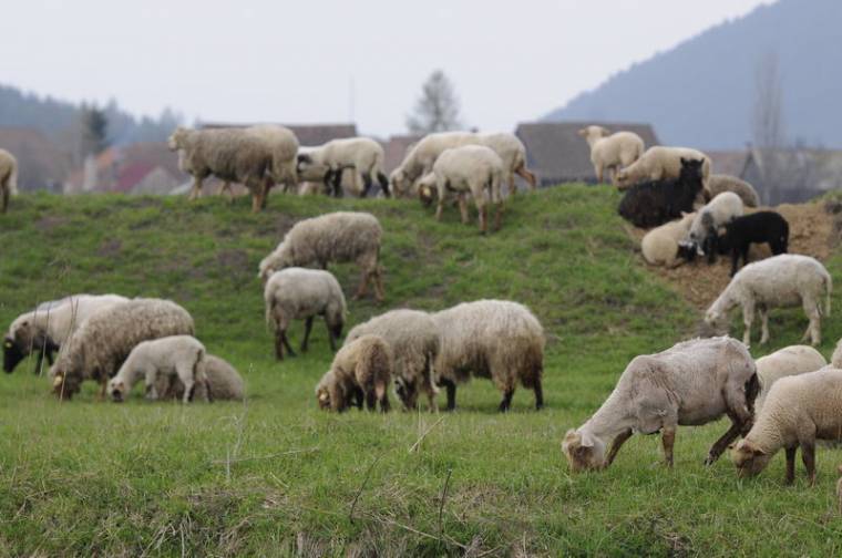 Megkaphatják az elmaradásokat az állatartó gazdák