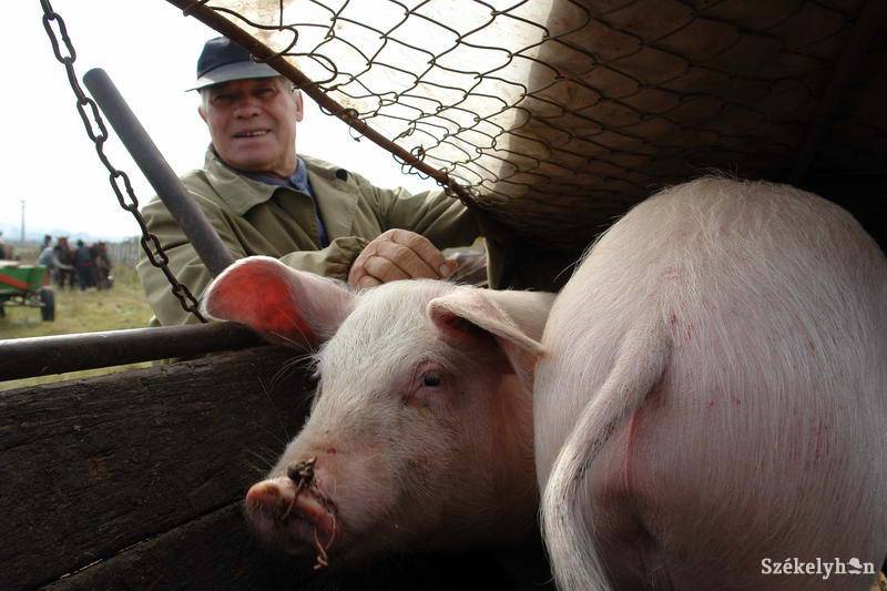 •  Fotó: Kristó Róbert