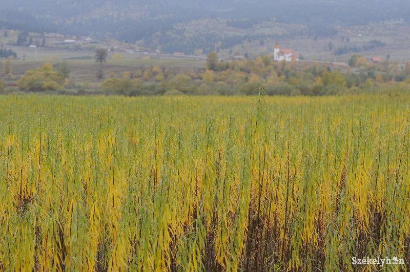 •  Fotó: Kristo Robert