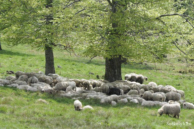 •  Fotó: Kristó Róbert