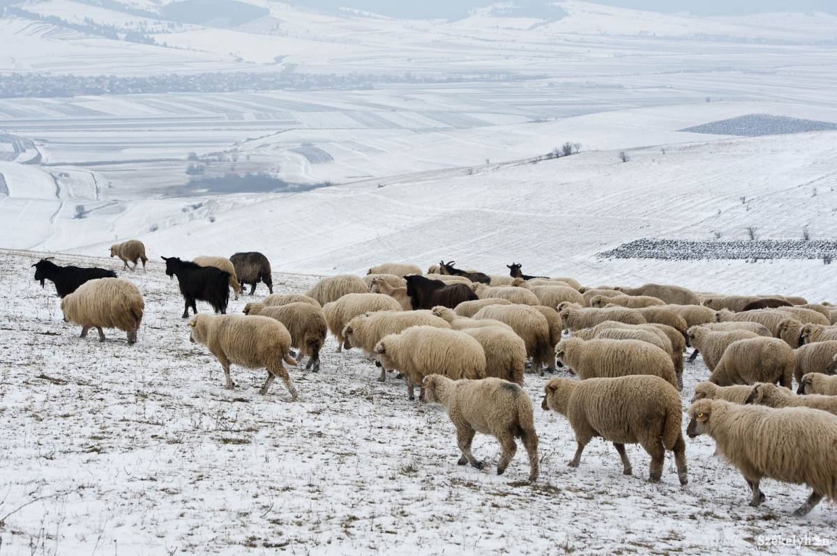 • Fotó: Kristó Róbert