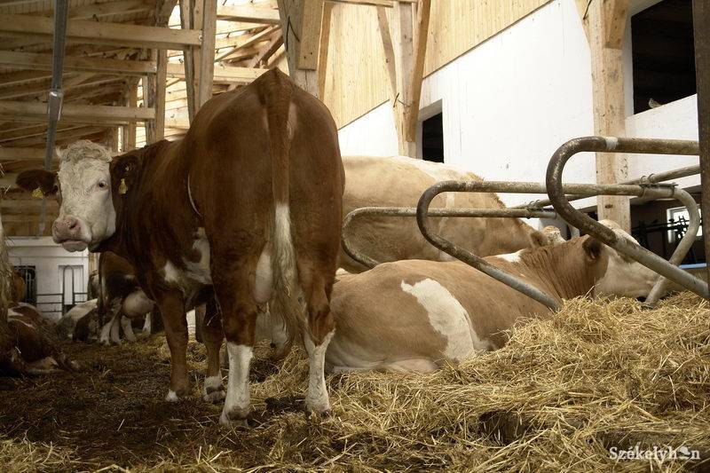 •  Fotó: Kristó Róbert