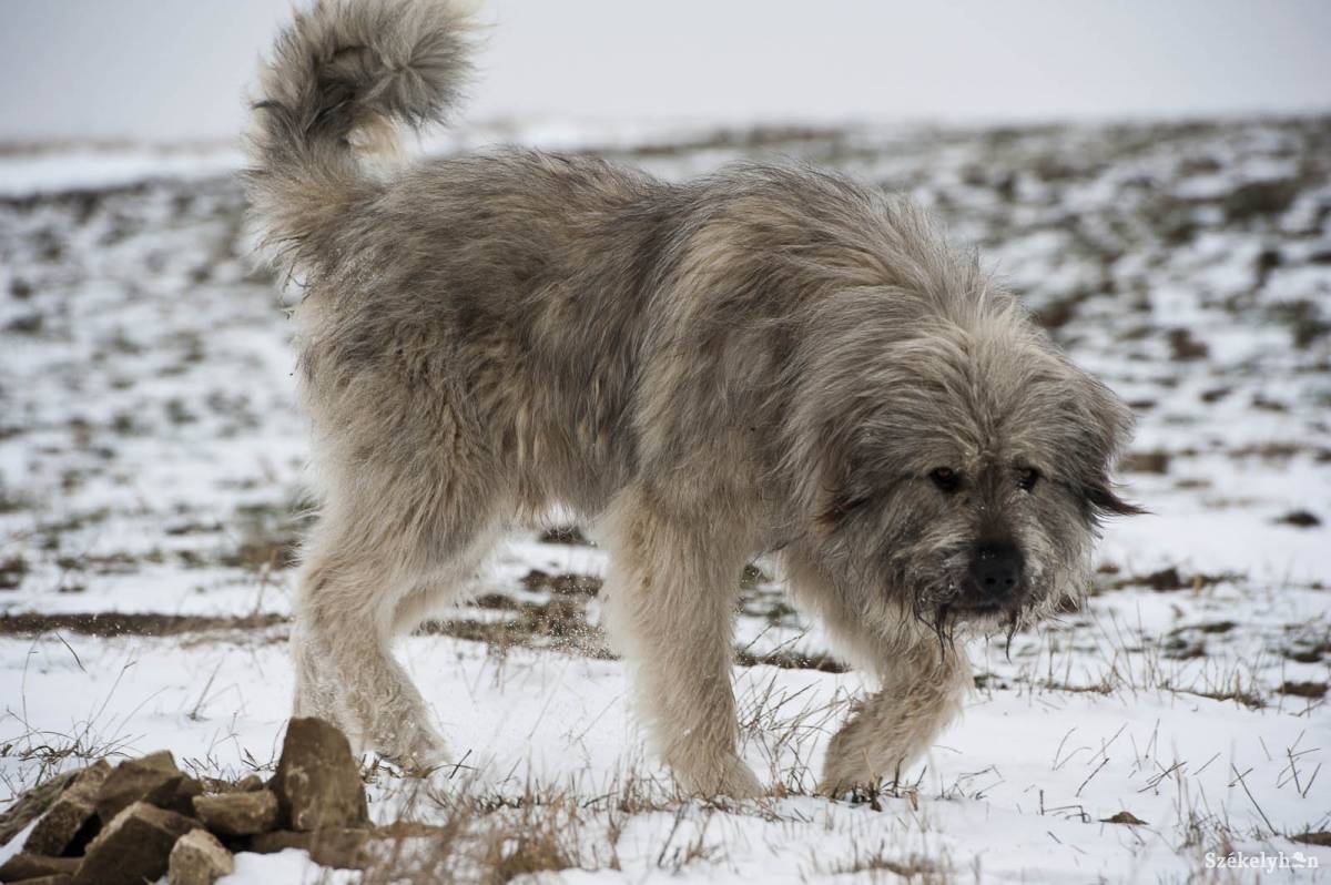 • Fotó: Kristó Róbert