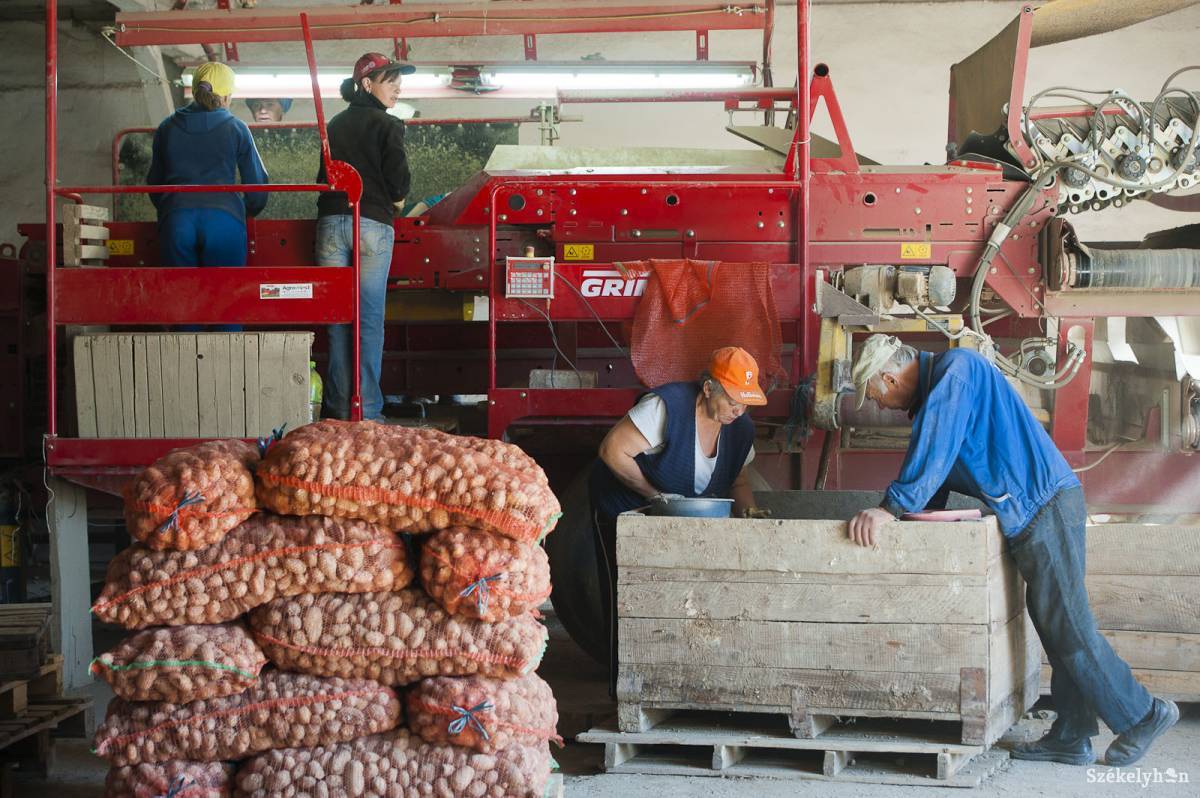 • Fotó: Kristó Róbert