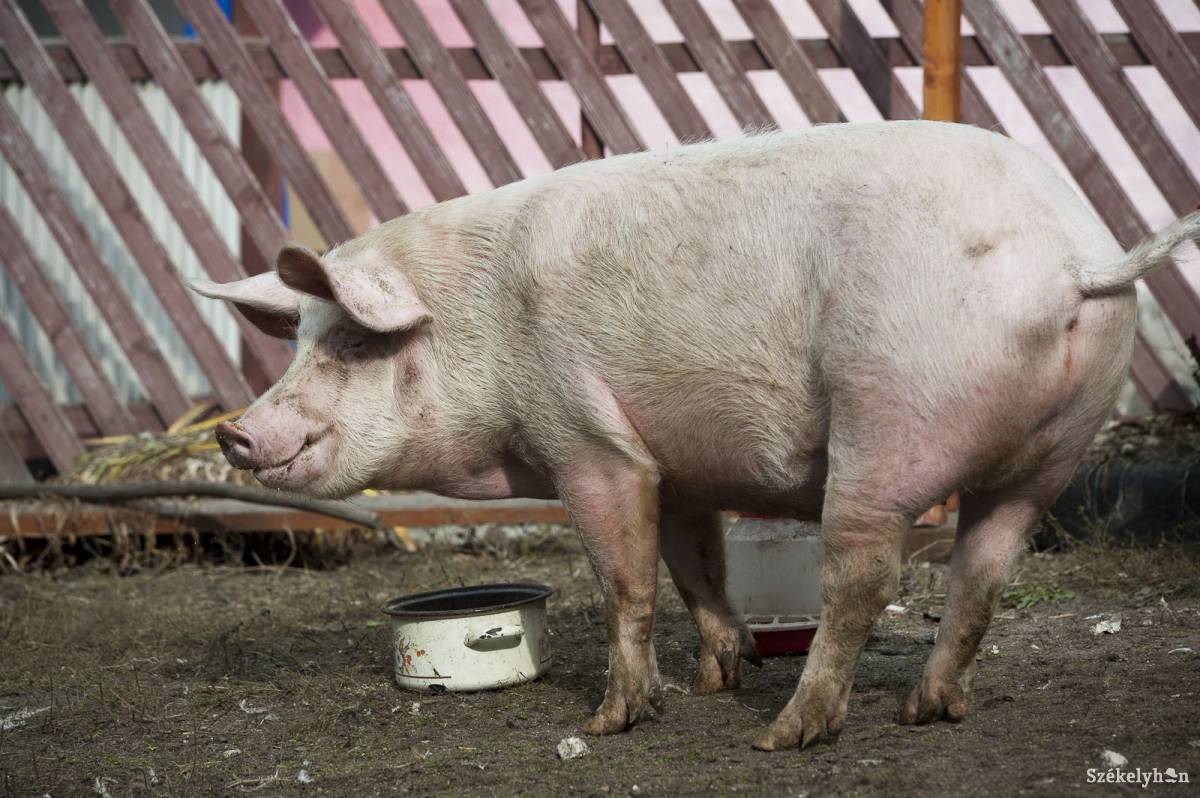 Továbbra is jelen van az afrikai sertéspestis. A hatóságok a kór továbbterjedésének megfékezése érdekében új szabályokat terveznek bevezetni  •  Fotó: Kristó Róbert