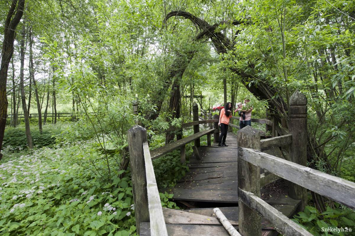 • Fotó: Kristó Róbert