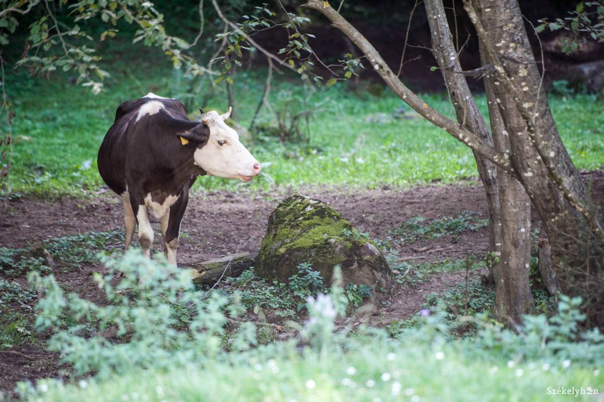 •  Fotó: Kristó Róbert