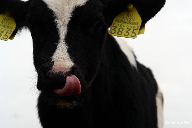 •  Fotó: Kristó Róbert