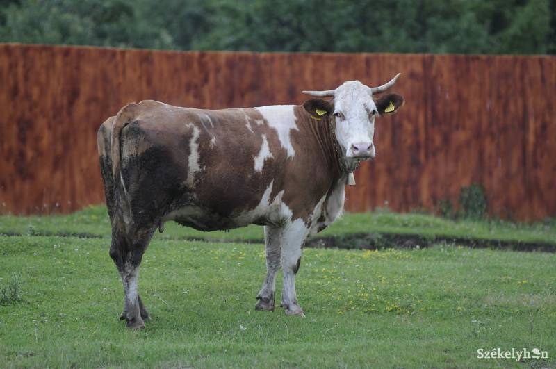 •  Fotó: Kristó Róbert