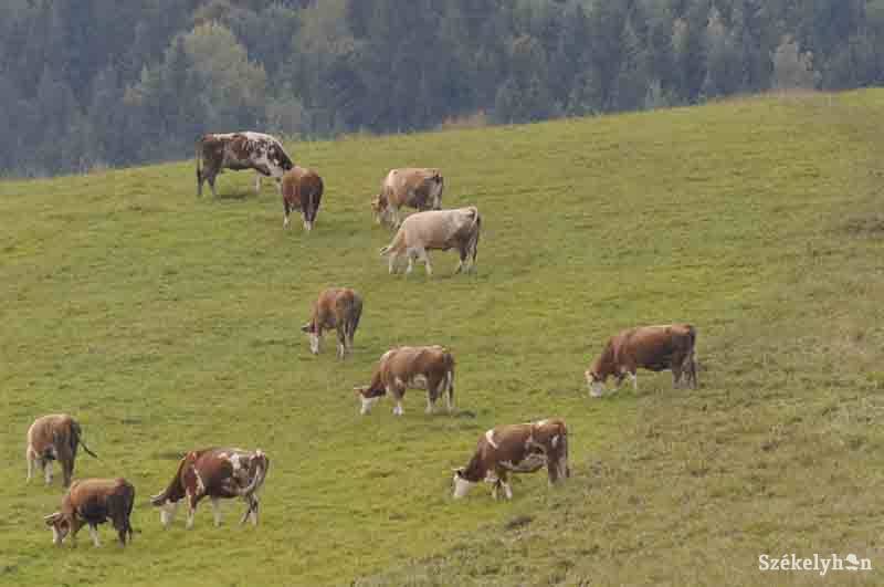 •  Fotó: Kristó Róbert