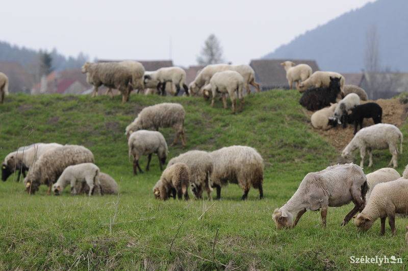 •  Fotó: Kristó Róbert