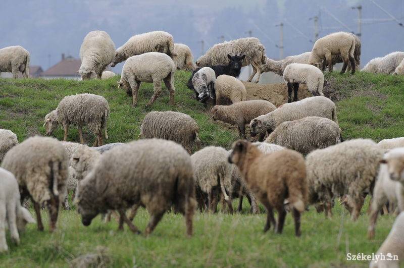 •  Fotó: Kristó Róbert