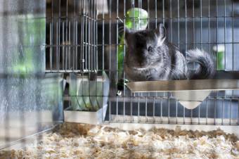 Betiltják a csincsilla- és nyércfajok kereskedelmi célból történő tenyésztését és leölését