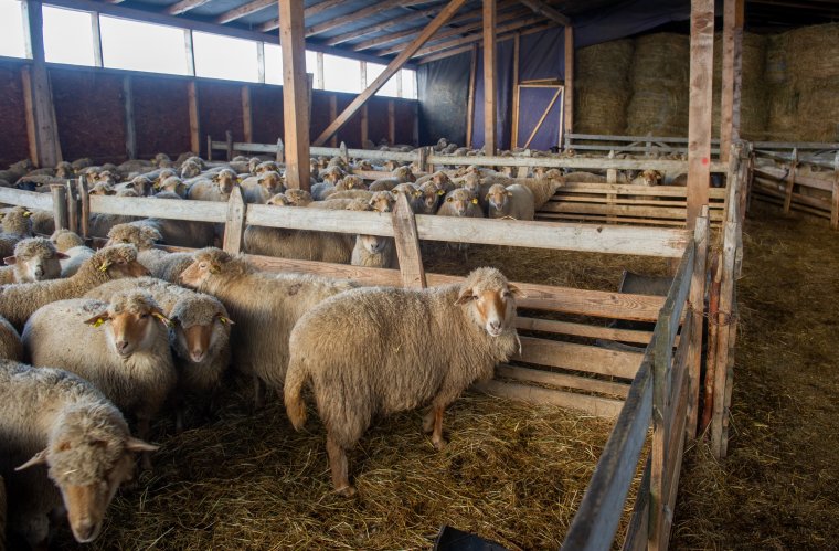 Kisgazdáknak, családi vállalkozásoknak kedvez az új európai uniós agrártámogatás