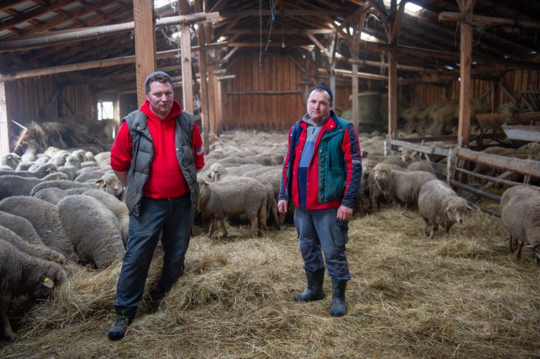 A gazdákat sújtó gondok ellenére ismét nő a juh- és tehénállomány a Kászonokban