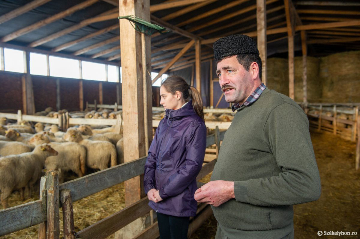 Apa és lánya. Balázs József gazda és Balázs Tünde falugazdász a családi portán telelő juhakat szemrevételezik •  Fotó: Beliczay László
