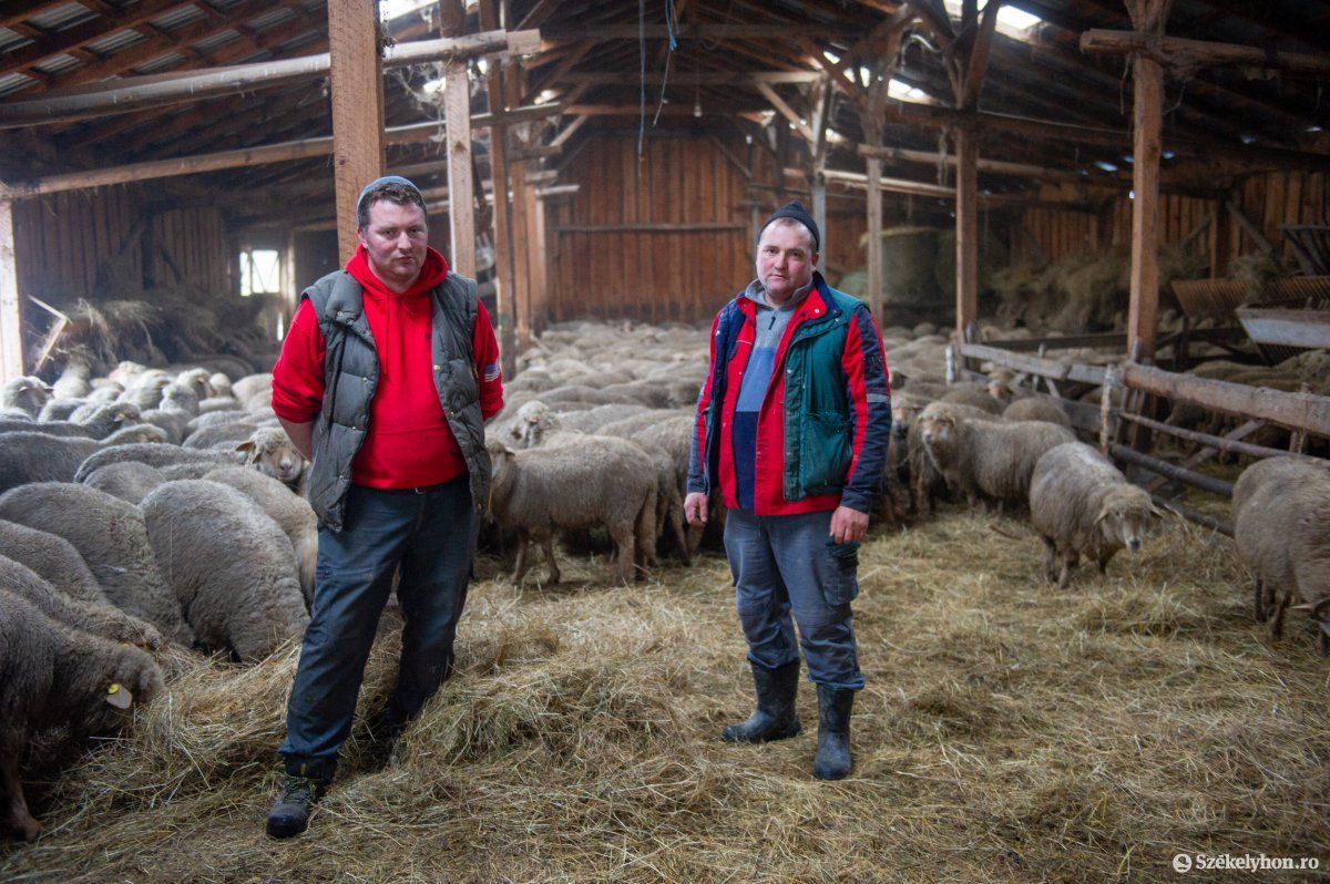 A kászonjakabfalvi Kelemen-testvérek számára a juhászat nemzedékekre visszanyúló családi hagyomány •  Fotó: Beliczay László