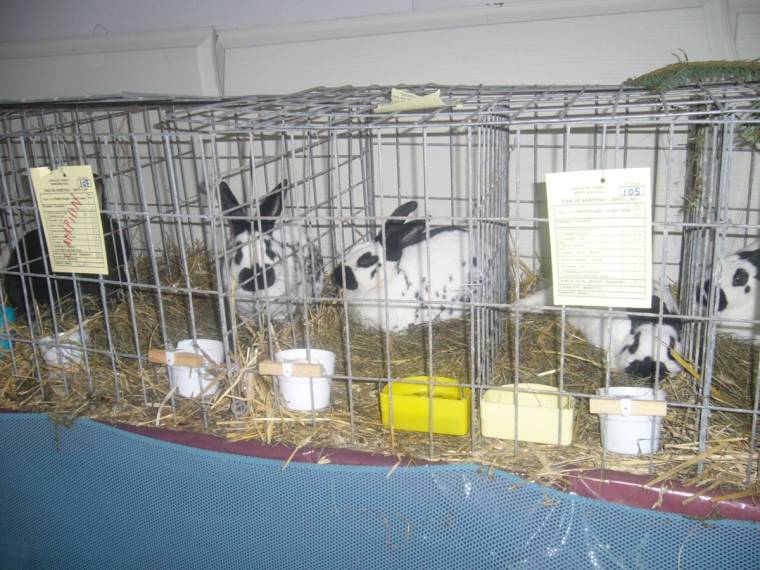 Kisállatok seregszemléje