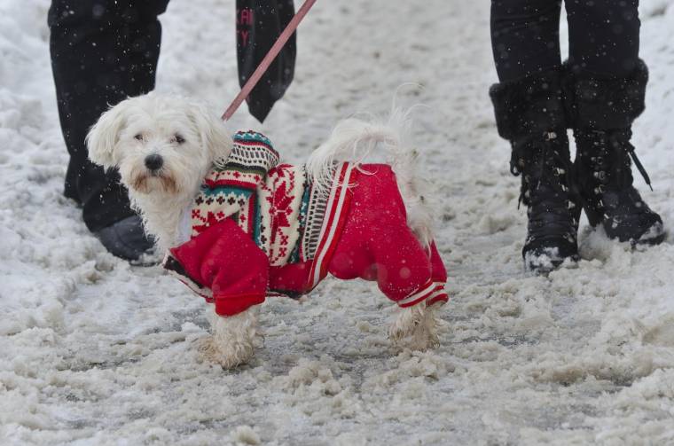 Kutyasétáltatás télen