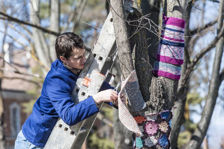 Levetkőztették a fákat a Vár téren