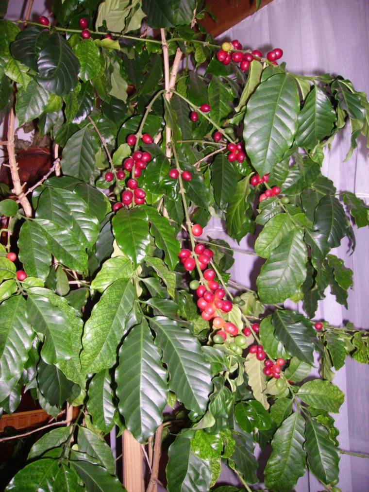 Csíki kávétermés