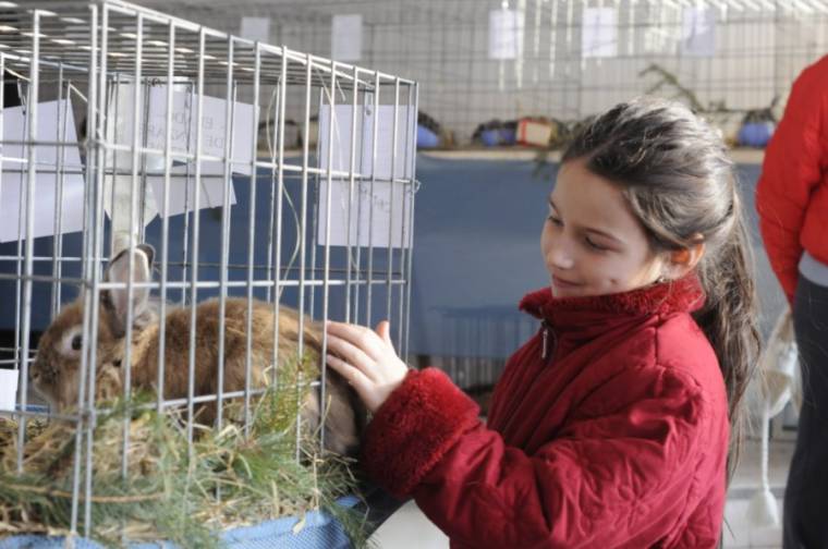 Háztáji kedvencek kavalkádja Csíkszeredában