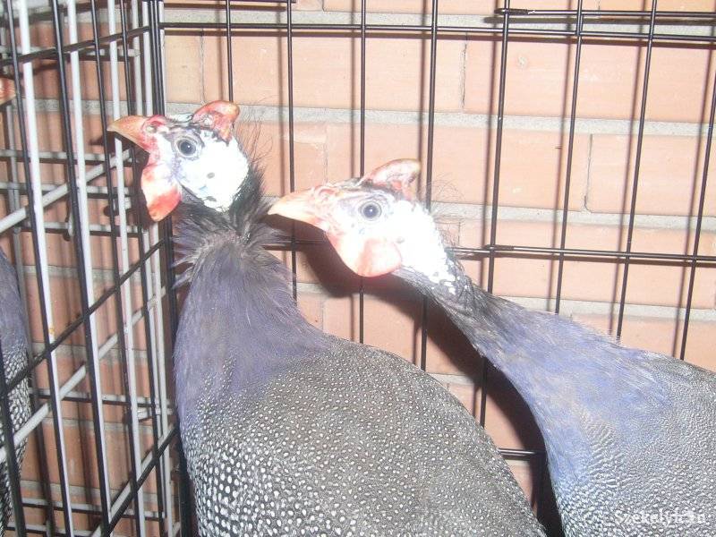 •  Fotó: Péter Beáta